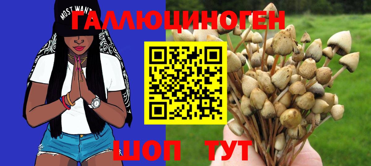 Псилоцибиновые грибы Psilocybe Осинники